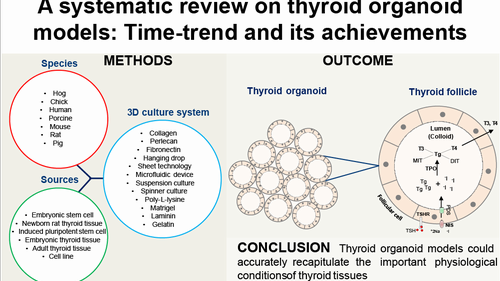 A systematic review on thyroid organoid models: time-trend and its achievements